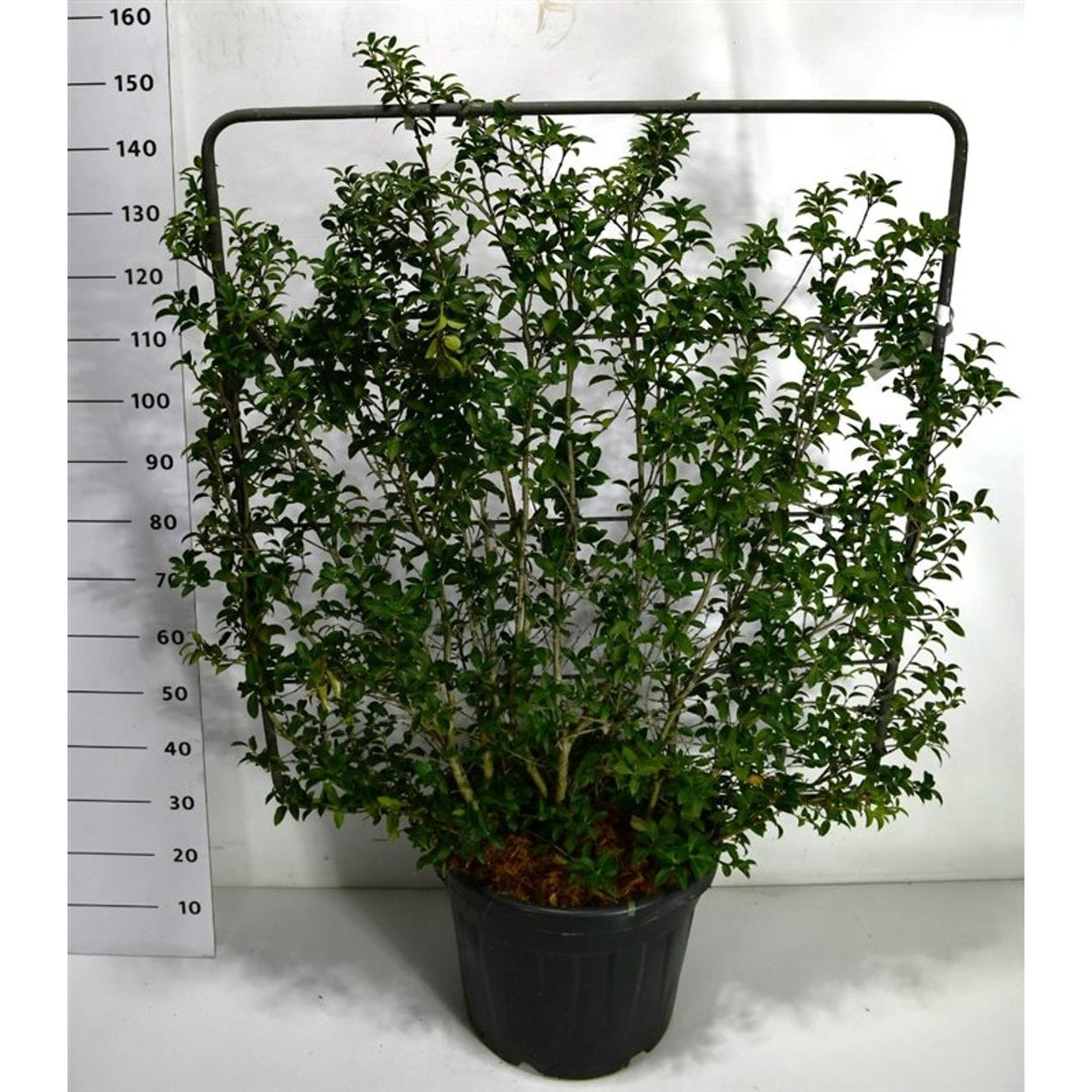 Burkwoodosmanthus – Osmanthus burkwoodii - C45 120 cm. Scherm